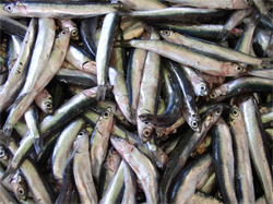 Anchovies
