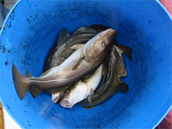 Cod fish
